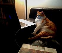Image result for Another Cat Meme