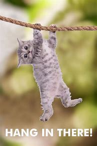 Image result for Motivation Cat Hang in There