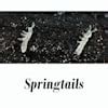 Image result for Isopods and Spring Tails