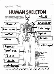 Image result for School Blank Skeleton