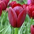 Image result for Tulipa National Velvet