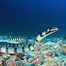 Image result for Tropical Snake Species