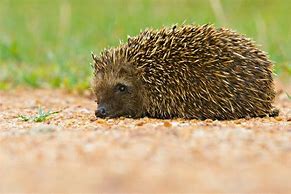 Image result for South African Hedgehog