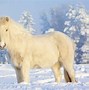 Image result for All White Horse Wallpaper