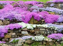Image result for Moss Rock Edged Garden