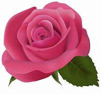 Image result for Pink Rose Logo Clip Art