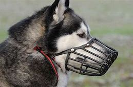 Image result for Muzzled Dog