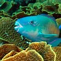 Image result for Parrot Fish