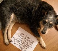 Image result for Funny Dogs with Signs