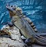 Image result for Sailfin Dragon Lizard