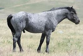 Image result for Native American Horse Breeds