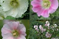 Image result for Alcea rosea dark red shades