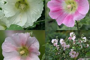 Image result for Alcea rosea plena Roze