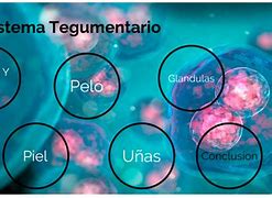 Image result for Sistema Tegumentario