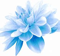 Image result for Light Blue Flower Clip Art