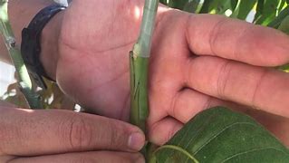 Image result for Tongue Grafting in Plant