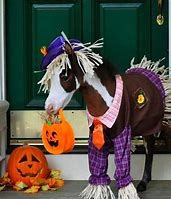 Image result for Miniature Horse Costumes