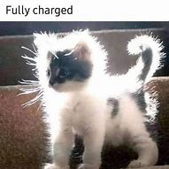 Image result for Cat Zoomies Meme