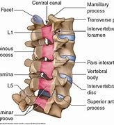 Image result for L1 Lumbar Vertebrae