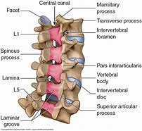 Image result for Lumbar Region Anatomy