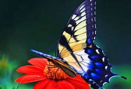 Image result for Beautiful Butterfly Background Images