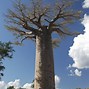 Baobabs 的图像结果