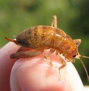 Image result for Iridescent Cricket Paper