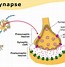 Image result for Synapse Syrah Hangman's