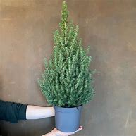 Image result for Picea glauca December