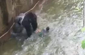 Image result for Mexico zoo director kills goat