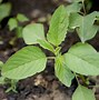 Image result for Weed Plant Identification