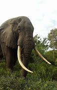 Image result for Biggest Elephant Ever