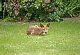 Image result for Enfield Fox Creature