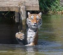 Image result for Largest Tiger in the World Ever Found