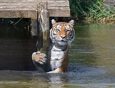 Image result for The Whole World Tiger