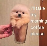 Image result for Pomeranian Memes