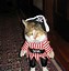 Image result for Pirate Cat Meme