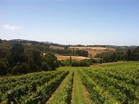 Image result for Tuck's Ridge Riesling