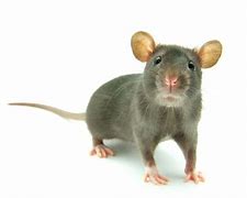 Image result for Funniest Rats