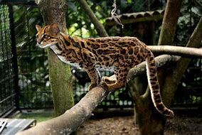 Image result for leopardus_tigrinus