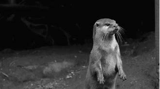Image result for Vicious Otter GIF