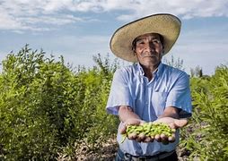 Image result for campesino