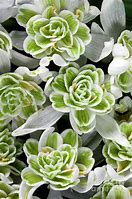 Image result for Galanthus nivalis Flore Pleno