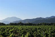 Image result for Carne Humana Napa Valley
