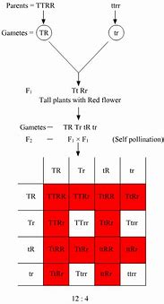 Image result for Homozygous Red