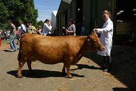 Image result for Dexter Cattle Dairy Goat
