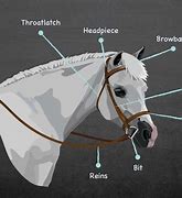 Image result for Horse Bridle Bits Diagram
