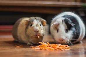 Image result for Cuy Guinea Pig