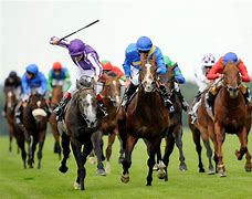 Image result for Free Download Pictures of Endurance Horse Racing