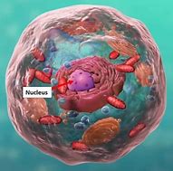 Image result for Cell Nucleus Wallpaper